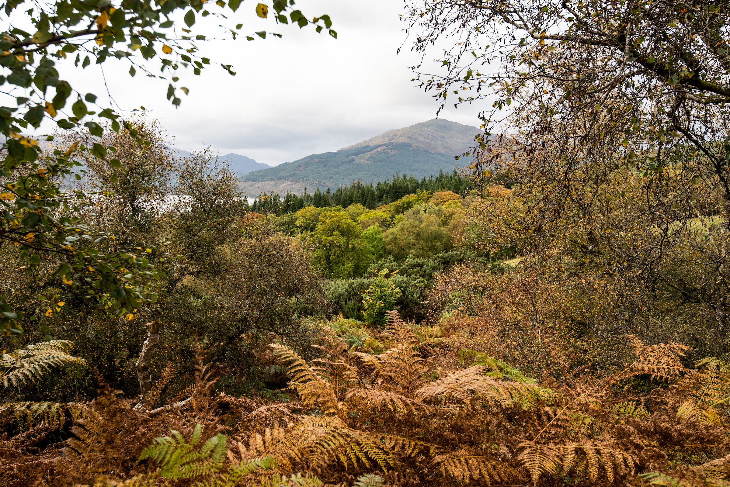 Views of a lush landscape in hues of green, orange, and brown, during autumn. Through ferns and bracken, there is the hills of the Cowal Peninsula.